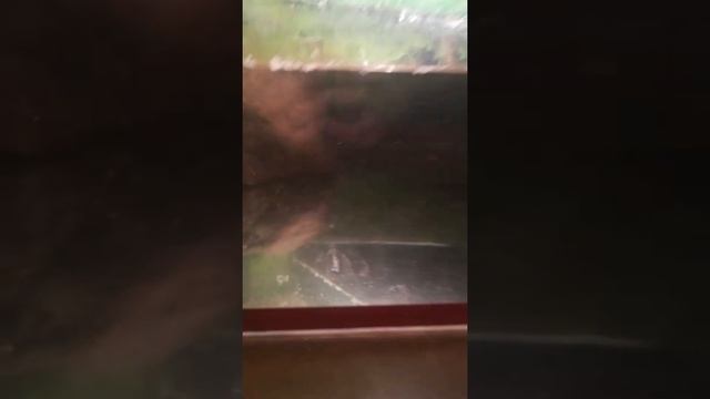 Черепаха в аквариуме #дом#красота#животные #домашниеживотные #люблю #домашниежиаотные смотреть онлайн