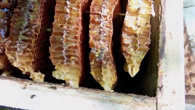 Японский улей не оправдал ожидания смотреть онлайн