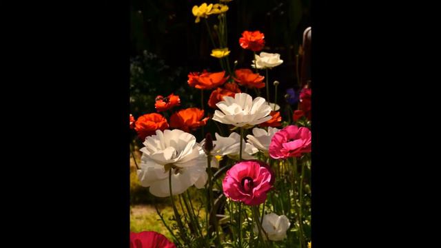 Ranunculus Spring 2014 смотреть онлайн