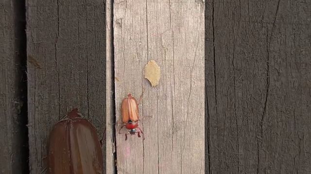 майский жук & внимание! при съёмки этого видео не одно насекомое не по остродало! смотреть онлайн