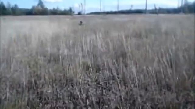 Кованина на нескошенном поле. Коп с MD-6350 смотреть онлайн