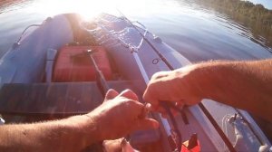 Троллинг в конце июня. Поклевка с первой проводки крупного судака весом 2.3кг  р. Ока