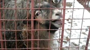 баран говорит бееееееее!