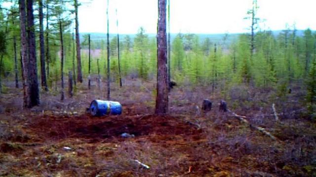 Медведь редкого окраса  шерсти