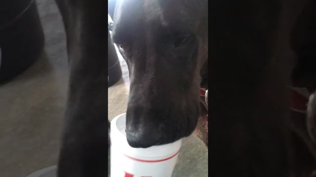 Ajax likes my sprite! смотреть онлайн