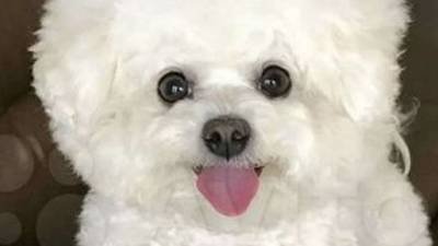 Щенок бишон фризе смотреть онлайн