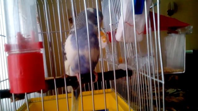 Яша пытается говорить смотреть онлайн