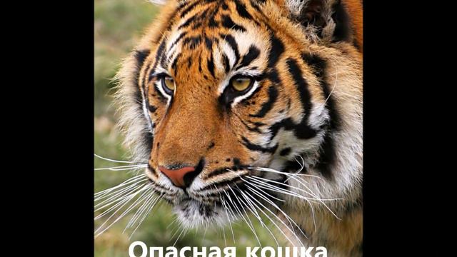 Животные- самый удачный клип смотреть онлайн