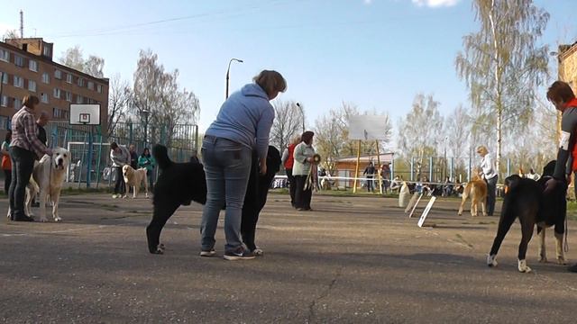 Выставка САО "Кубок Северного Подмосковья-2016" смотреть онлайн