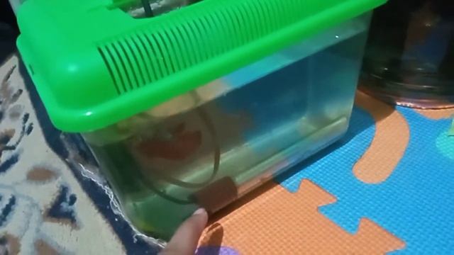 How to feed Leopard Ctenopoma. смотреть онлайн