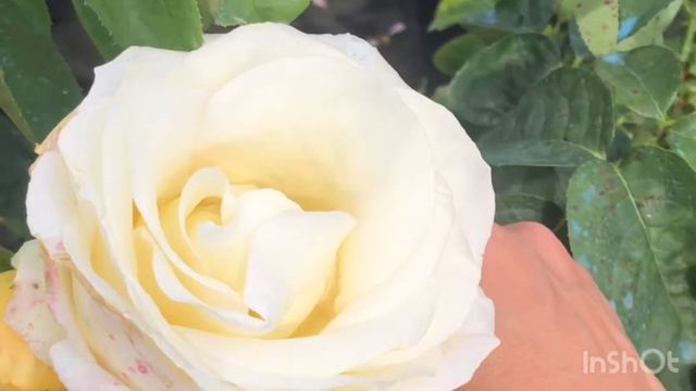 Скидки на розы смотреть онлайн