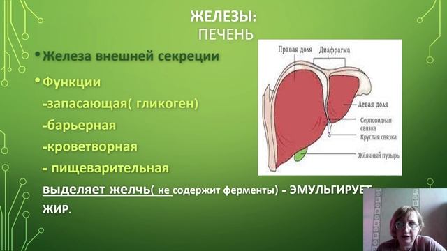 Пищеварение в желудке и кишечнике.mp4 смотреть онлайн
