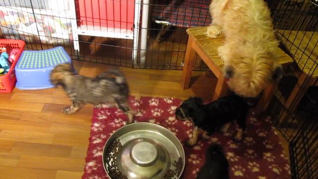 Тибетский терьер, щенки Санины (8 недель) 5 смотреть онлайн