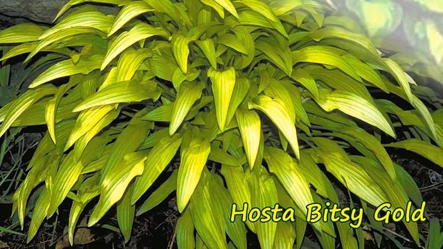 Хоста в саду. Обзор сортов хост с ланцетными листьями. смотреть онлайн