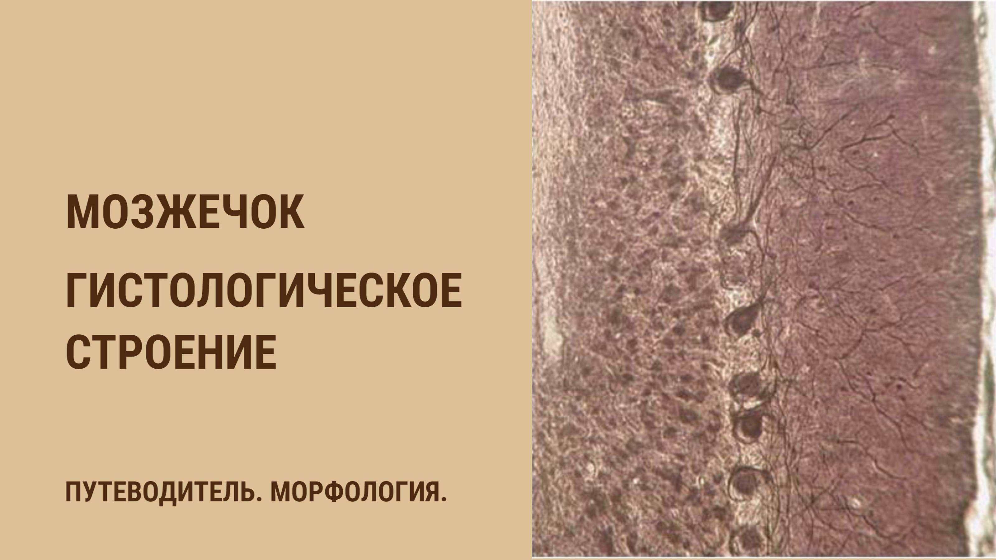 Мозжечок. Гистологическое строение смотреть онлайн