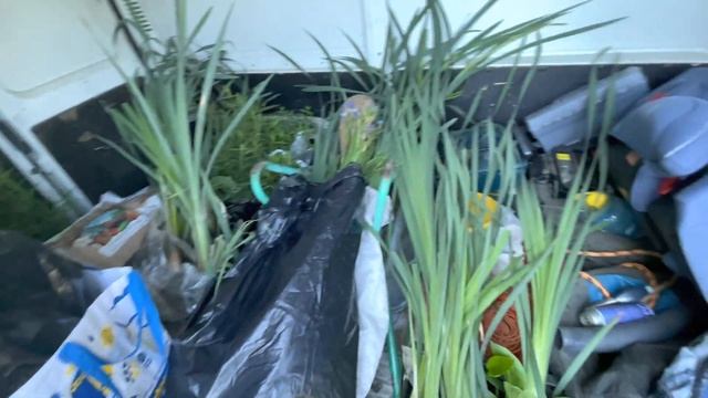 Аквариумпермь.рф - №19 Оптимизация пруда на 50 кубов (Озеленение + доведение до ума) смотреть онлайн