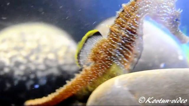 © Красота! Морские лошадки!!! Морской конек (Hippocampus hippocampus) // Long-snouted seahorse смотреть онлайн