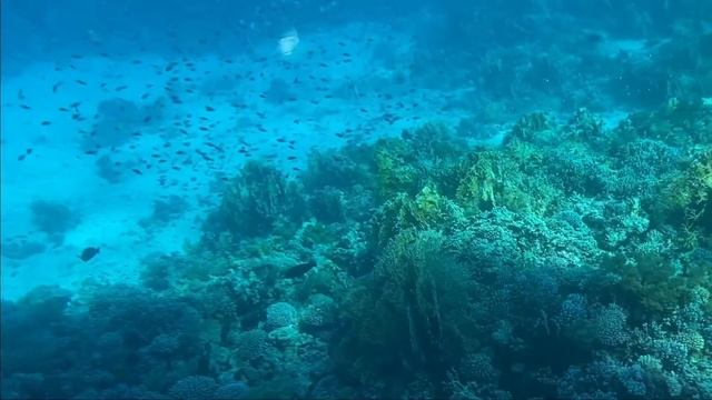 Шарм эль Шейх #отель Альбатрос Аквапарк 2020 Морская прогулка