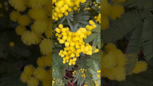 МИМОЗА. Аромат весны.🌿 смотреть онлайн