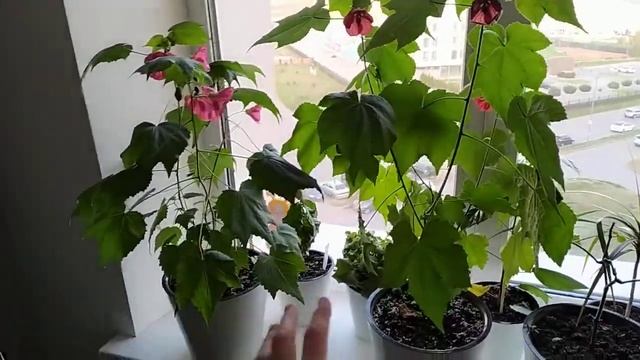 Цветение АБУТИЛОНА ОРГАНЗА в октябре! Что может быть лучше смотреть онлайн