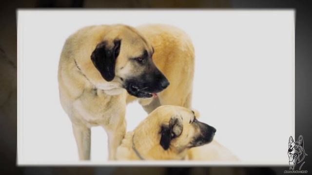 КАНГАЛ. Плюсы и минусы породы анатолийская овчарка (Карабаш, Турецкая овчарка) KANGAL смотреть онлайн