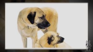 КАНГАЛ. Плюсы и минусы породы анатолийская овчарка (Карабаш, Турецкая овчарка) KANGAL