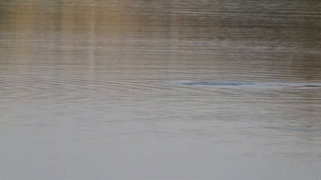 Видео охота Шернёвское водохранилище Птица чомга или большая поганка смотреть онлайн