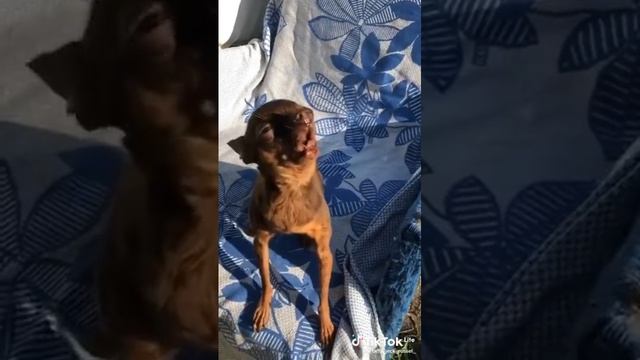 Зверюга) смотреть онлайн