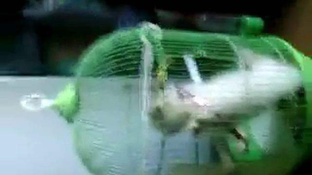 Когда кошка была совсем маленькая смотреть онлайн