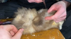 Снятие шкуры с куницы. Сварка ПНД ручным экструдером. САНИ.