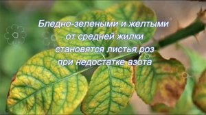 Почему у комнатной розы желтеют листья ?