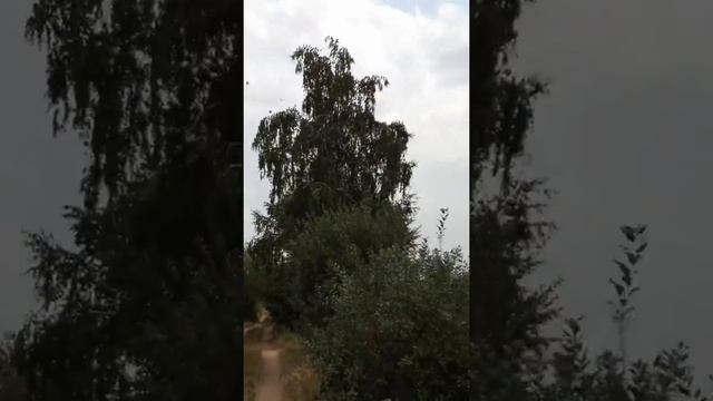 Камерный оркестр семьи Скворцовых смотреть онлайн