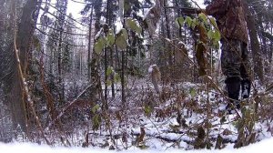 Охота с гончими на лису.