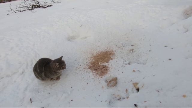 ?Этот Милый Котик держит в Страхе наших Птиц ??/ This Cute Cat keeps our Birds in Fear ?? смотреть онлайн