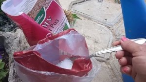 Желтеют листья у клематиса. Что делать?