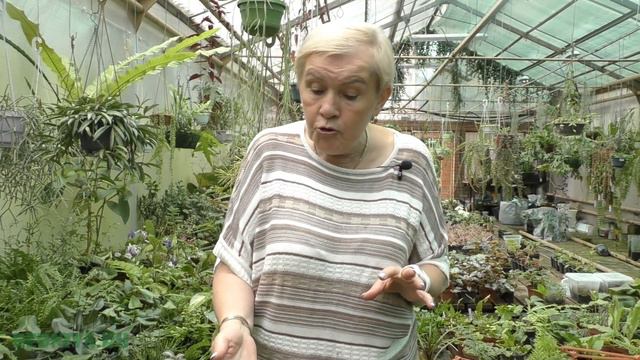 Сонерила (Sonerila)