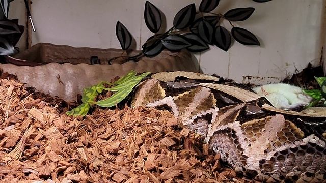 Massive Gaboon Viper Eats Jumbo Rat Live Feeding! Venomous Documentary! смотреть онлайн