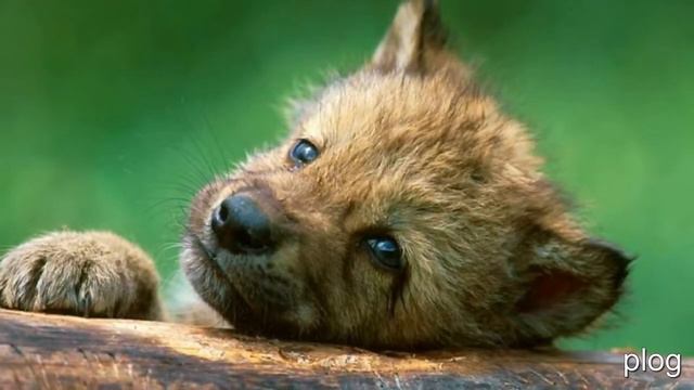 животные леса смотреть онлайн