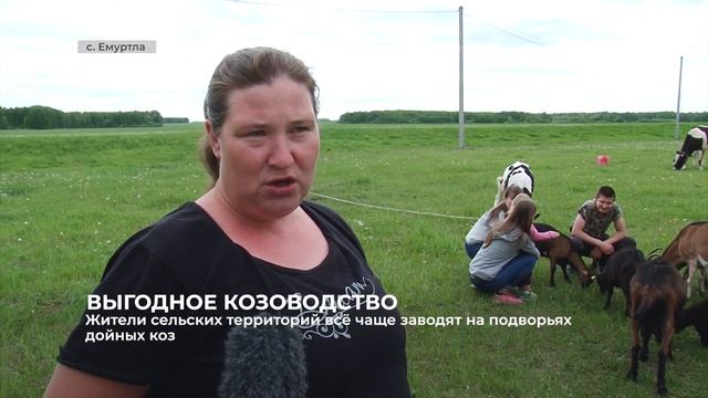Жители сельских территорий всё чаще заводят на подворьях дойных коз смотреть онлайн