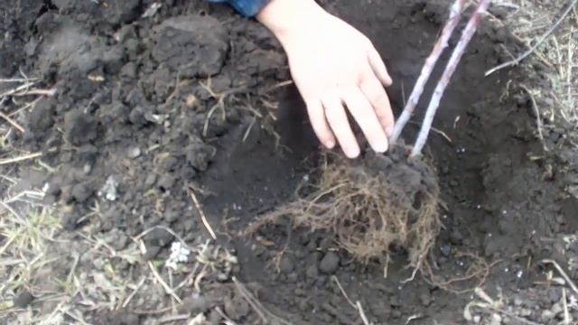 Посадка малины кумберленд смотреть онлайн