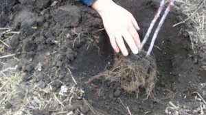 Посадка малины кумберленд