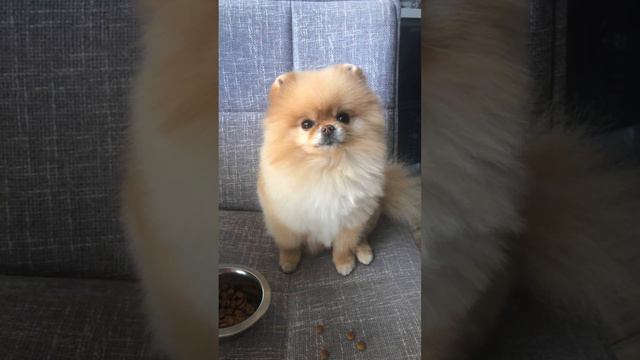 ‼️МИЛОТА ‼️🐶АССОРТИ ПОМЕРАНСКИЙ ШПИЦ 🐶🦮❤️🧡💛💚💙💜 смотреть онлайн