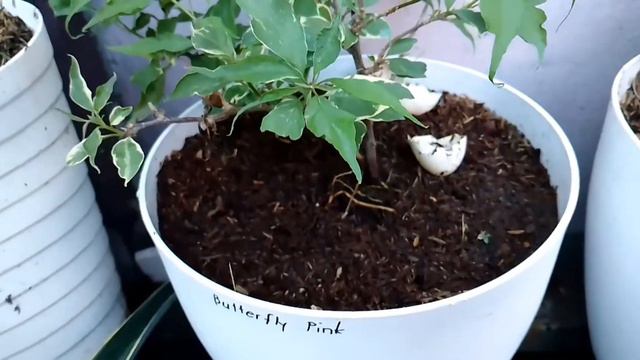 Top Rare Bougainvillea (new collection) смотреть онлайн