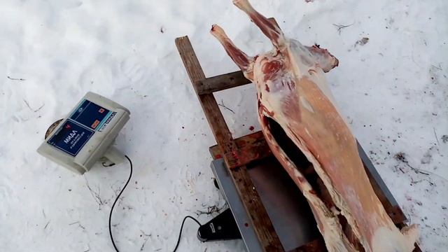 Условия зимнего содержания баран