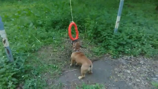 НАФАНЯ французский бульдог смотреть онлайн