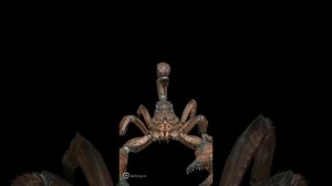 Как выглядит Скорпион