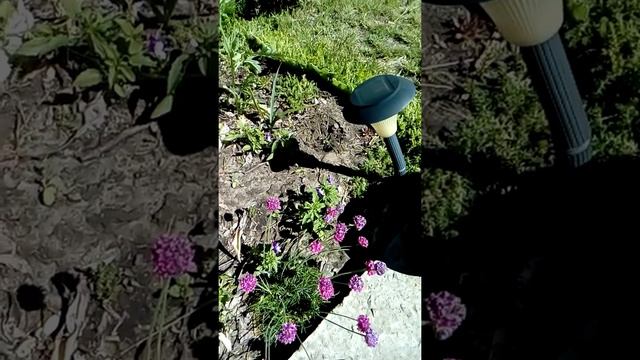 Армерия - секреты цветения и ухода!!!! смотреть онлайн