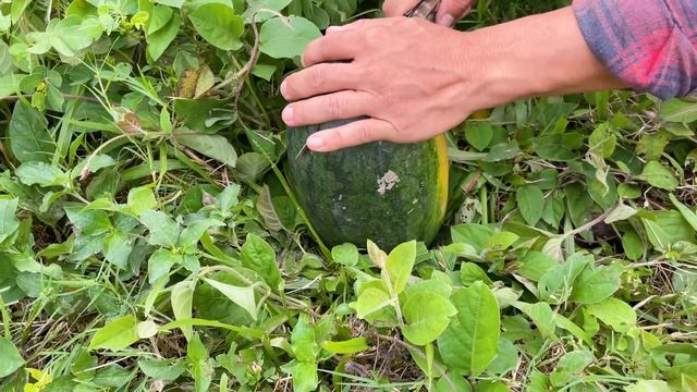 Cute Family Ducklings harvests watermelon in the garden and eats watermelon смотреть онлайн