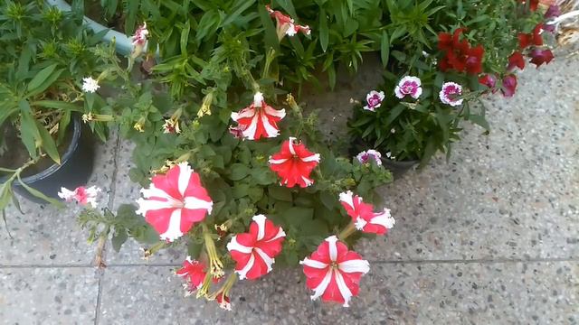 petunias care during March season / Best winter flowers смотреть онлайн