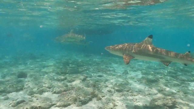 Bora Bora, French Polynesia | This is Paradise? смотреть онлайн